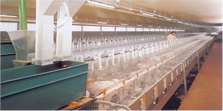 Кролиководство