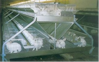 Кролиководство