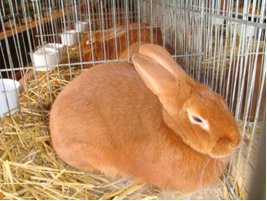 Кролиководство