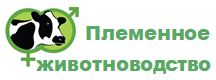 Торговая площадка по племенному скоту